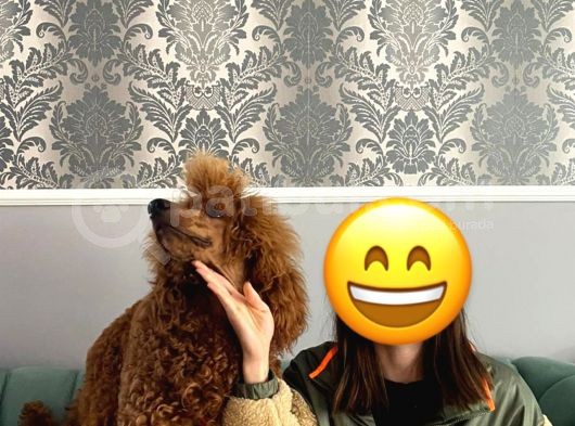 Fci Secereli Standart Poodle Erkek 1 Yasinda görsel