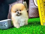 Ayı Surat Pomeranian Boo Yavrularımız
