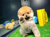 Ayı Surat Pomeranian Boo Yavrularımız