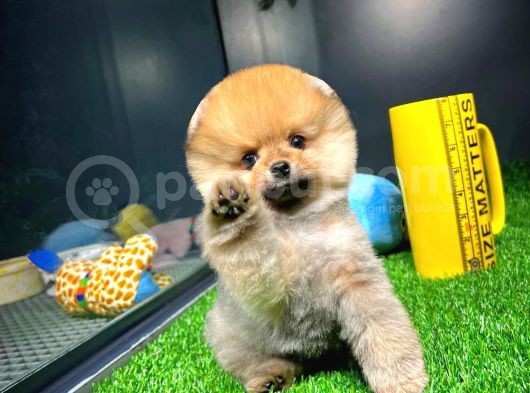 Ayı Surat Pomeranian Boo Yavrularımız