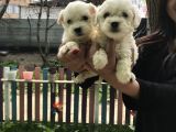 Maltese Terrier Yavrularım