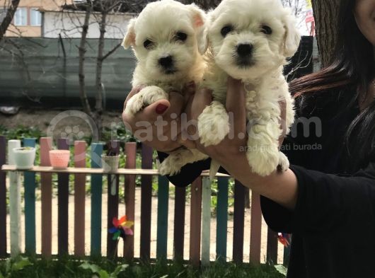 Maltese Terrier Yavrularım görsel