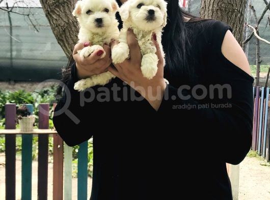 Maltese Terrier Yavrularım görsel