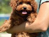 Bebek Surat Toy Poodle Yavrular