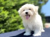 Kar Beyaz Orji̇nal Maltese Bebekler
