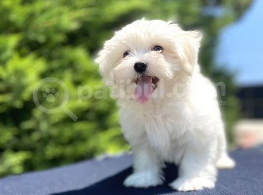 Kar Beyaz Orji̇nal Maltese Bebekler görsel