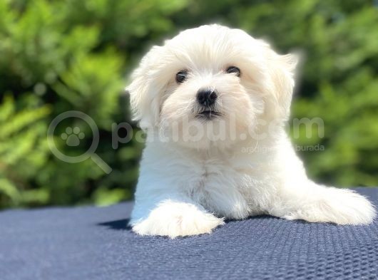 Kar Beyaz Orji̇nal Maltese Bebekler