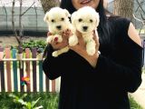 Maltese Terrier Yavrularım