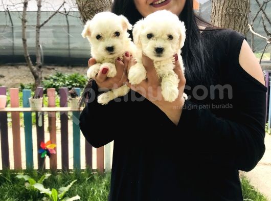 Maltese Terrier Yavrularım