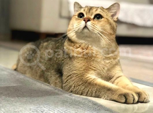 Tek Yavru Erkek 65 Günlük Sıfır Kulak görsel