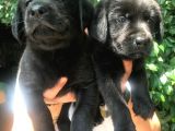 Mükemmel Labrador Yavrularımız