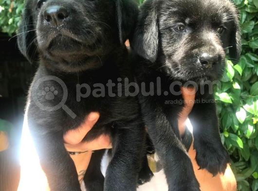 Mükemmel Labrador Yavrularımız
