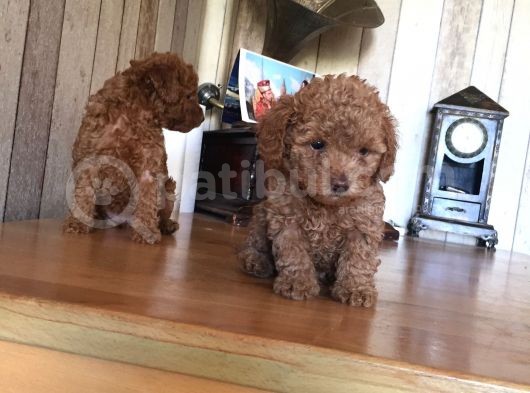 Safkan Baby Face Toypoodle görsel