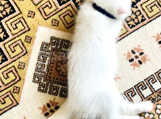 Süt Beyaz Scottish White Erkek   görsel