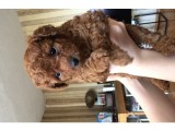 Safkan Baby Face Toypoodle