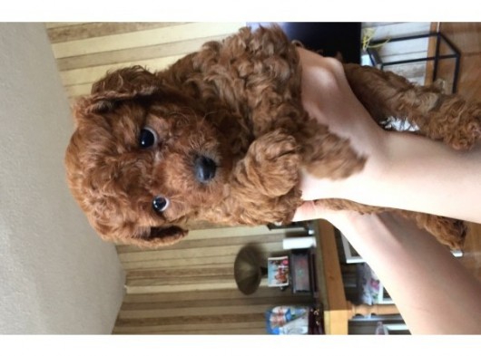 Safkan Baby Face Toypoodle görsel