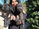 Mükemmel Labrador Yavrularımız
