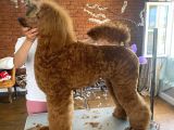 Fci Secereli Standart Poodle Erkek 1 Yasinda