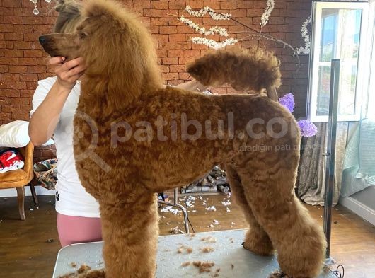 Fci Secereli Standart Poodle Erkek 1 Yasinda