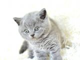 Show Güzeli̇kte Gri̇ Bri̇ti̇sh Shorthai̇r Yavrumuz