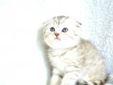 ++ Kali̇te Si̇lver Scotti̇sh Fold
