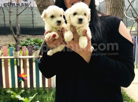 Maltese Terrier Yavrularım görsel