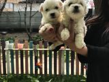 Maltese Terrier Yavrularım