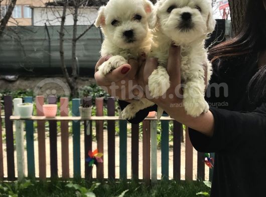 Maltese Terrier Yavrularım görsel