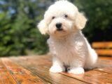 Sevi̇mli̇ Malti̇poo Bebekleri̇mi̇z
