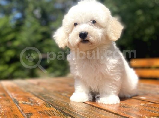 Sevi̇mli̇ Malti̇poo Bebekleri̇mi̇z görsel