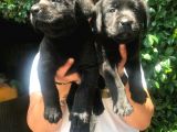 Mükemmel Labrador Yavrularımız