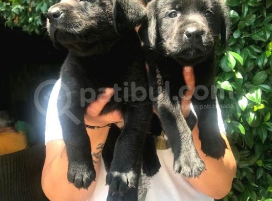 Mükemmel Labrador Yavrularımız görsel