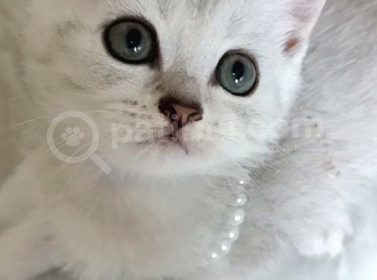 Minnoş