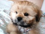 5 Aylık  Yavru Shih Tzu