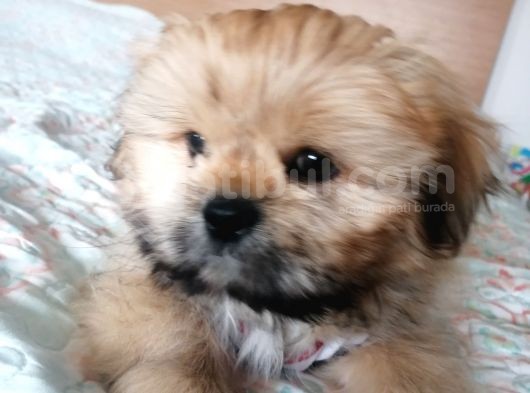 5 Aylık  Yavru Shih Tzu görsel