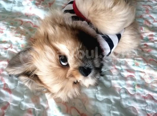 5 Aylık  Yavru Shih Tzu görsel