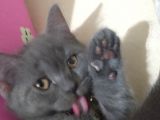 4 Aylık British Shorthair