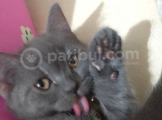 4 Aylık British Shorthair görsel