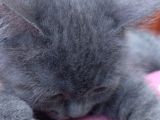 4 Aylık British Shorthair