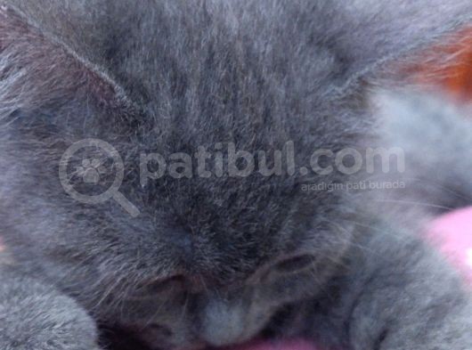 4 Aylık British Shorthair görsel