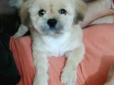 5 Aylık  Yavru Shih Tzu