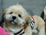 5 Aylık  Yavru Shih Tzu