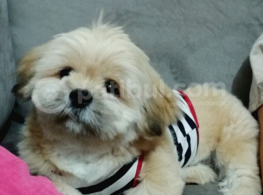5 Aylık  Yavru Shih Tzu