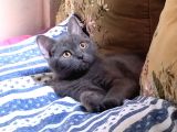 4 Aylık British Shorthair