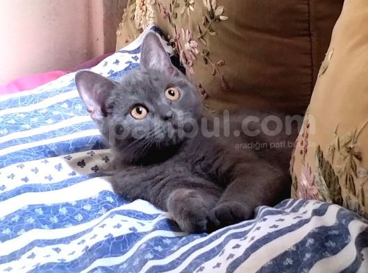 4 Aylık British Shorthair görsel