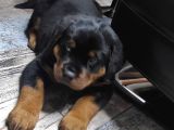 Orijinal Sütten Yeni Kesilmiş Rottweiler