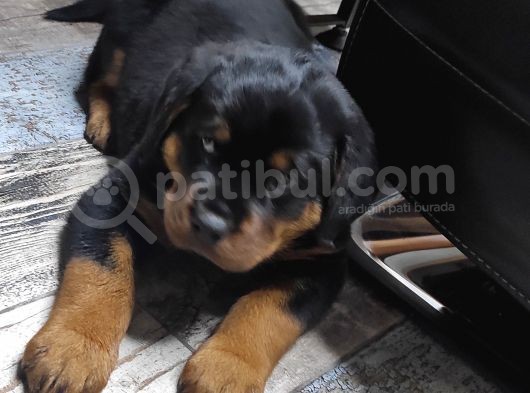 Orijinal Sütten Yeni Kesilmiş Rottweiler görsel