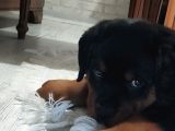 Orijinal Sütten Yeni Kesilmiş Rottweiler