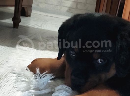 Orijinal Sütten Yeni Kesilmiş Rottweiler görsel