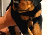 Orijinal Sütten Yeni Kesilmiş Rottweiler